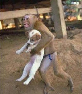 犬を誘拐する猿 動物おもしろ動画 厳選 動物おもしろ動画 画像
