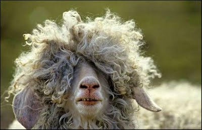 モッサモサの羊 動物おもしろ画像 厳選 動物おもしろ動画 画像